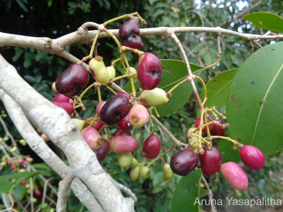 Syzygium cumini (L.) Skeels